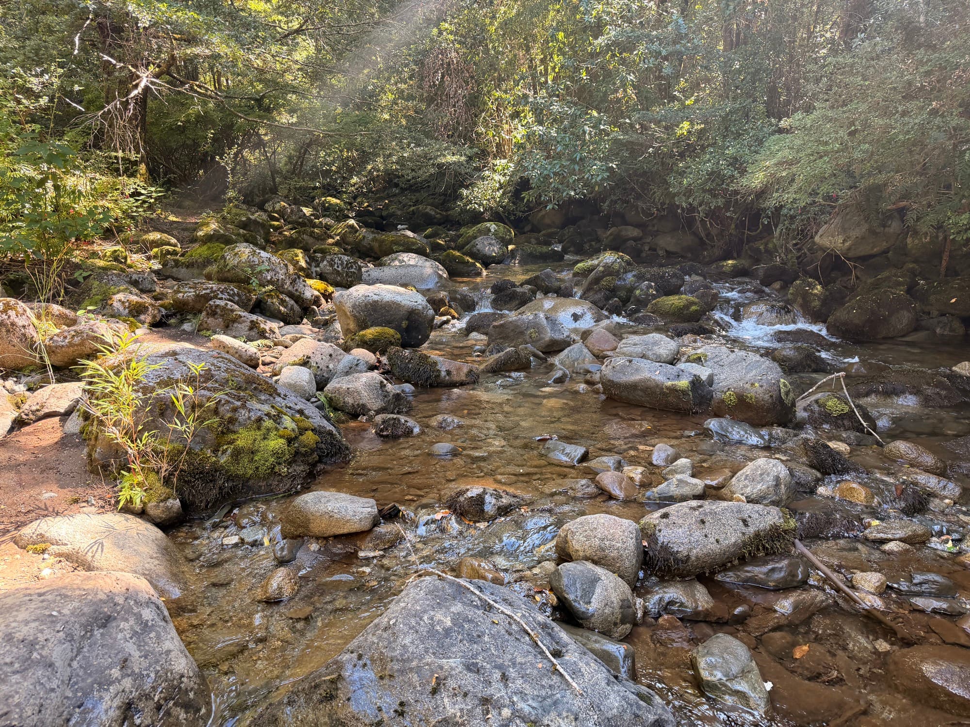 Río de aguas cristalinas en el bosque nativo de Caburgua
